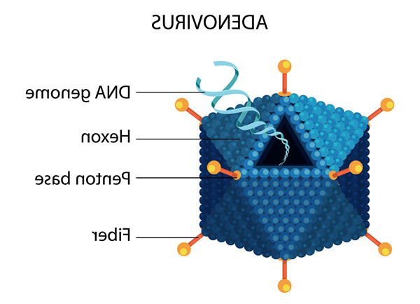 腺病毒(Adenovirus).jpg