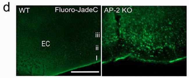 Fluoro-Jade C染色试剂盒Nature文章发表